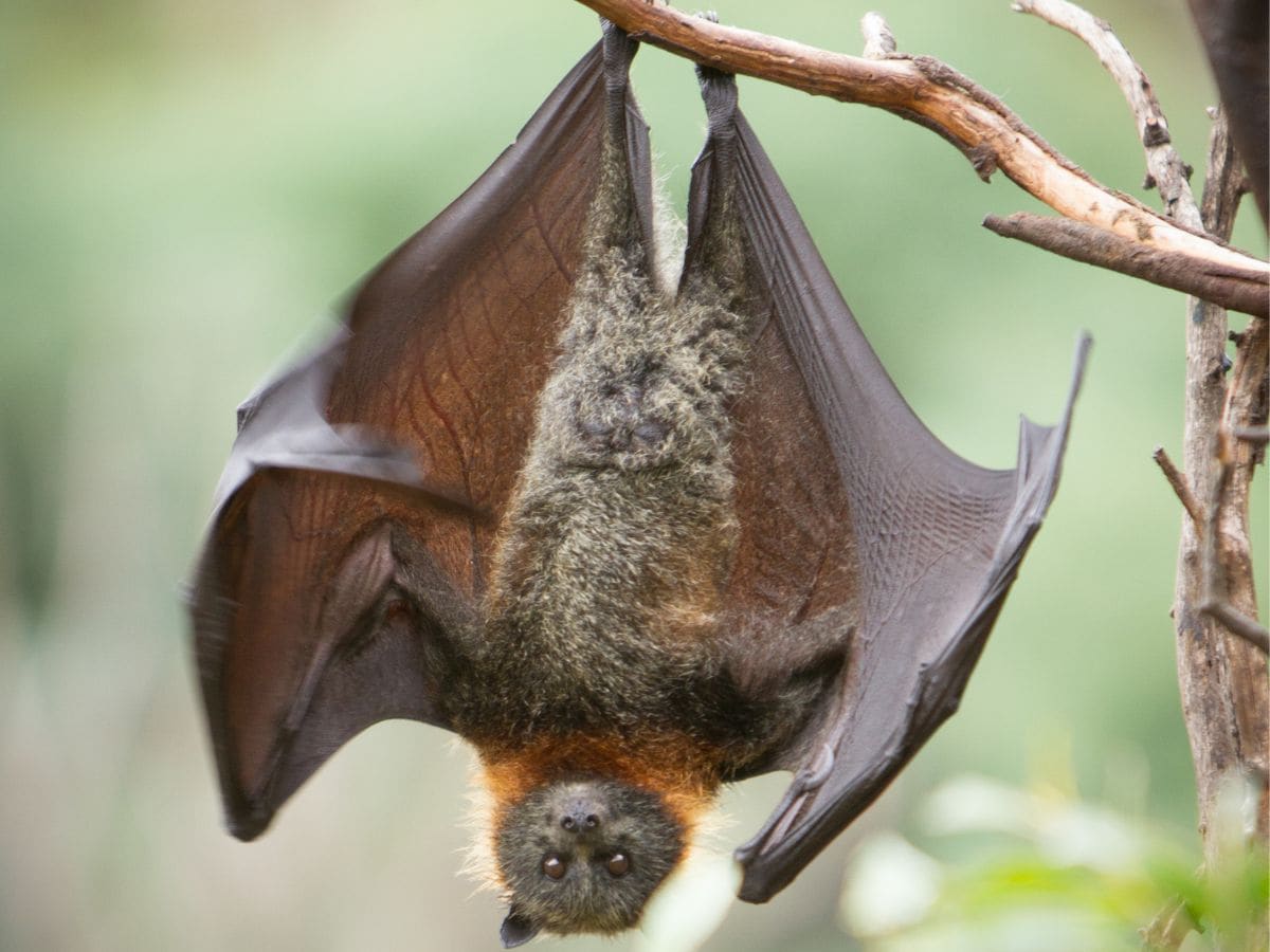 चमगादड़ का घर में आना शुभ है या अशुभ? जानें क्या मिलते है संकेत