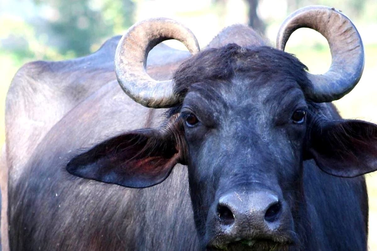 OMG: सीएम धामी के डर से आठ महीने बाद भैंस ढूंढने निकली उत्तराखंड पुलिस -  buffalo search operation begins after cm pushkar dhami intervene bhains ki  chori interesting news – News18 हिंदी