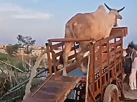 बैल के द्वारा सिंचाई का वीडियो वायरल हो रहा है. (फोटो: Twitter/@AwanishSharan)