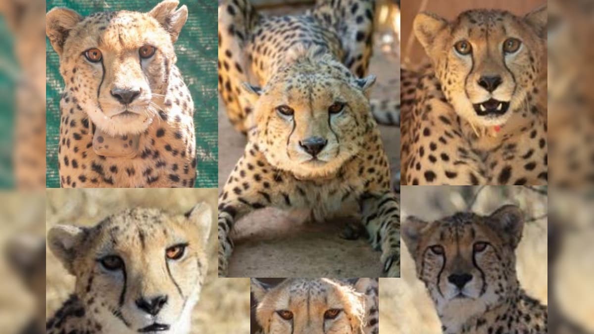 Project Cheetah: बरसों बाद देश में सबसे पहले जयपुर में अपने कदम रखेंगे 8 चीते नामीबिया से आएंगे