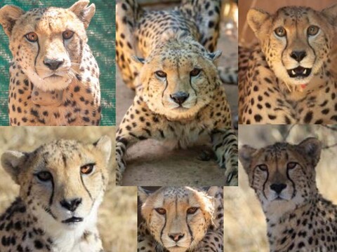 Mission cheetah: ये आठ विदेशी चीते 17 सितंबर को जयपुर एयरपोर्ट पर उतरेंगे. (Photo- Project Cheetah Conservation Fund)