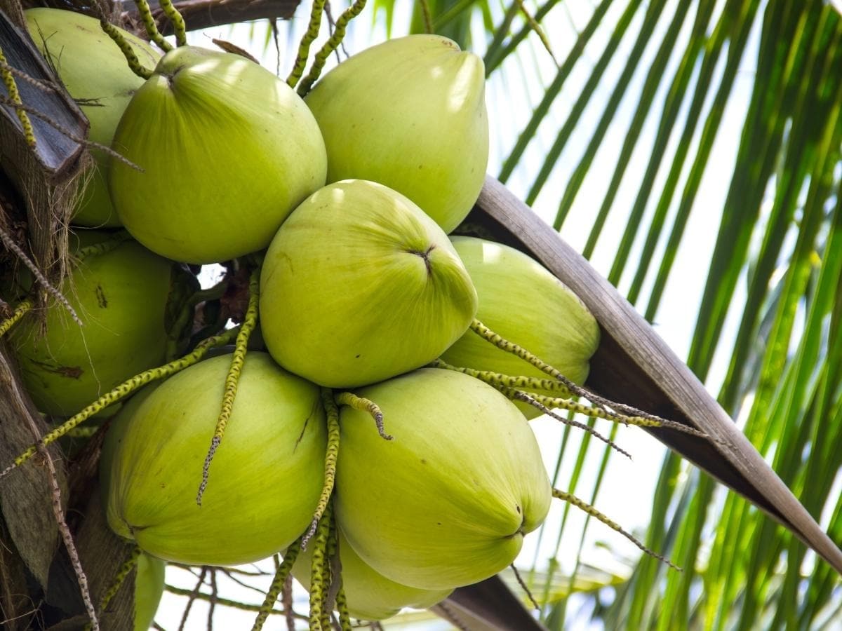 coconut, navratri