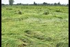 बारिश से पंजाब में फसलों को भारी नुकसान, किसानों ने सरकार से की मुआवजे की मांग