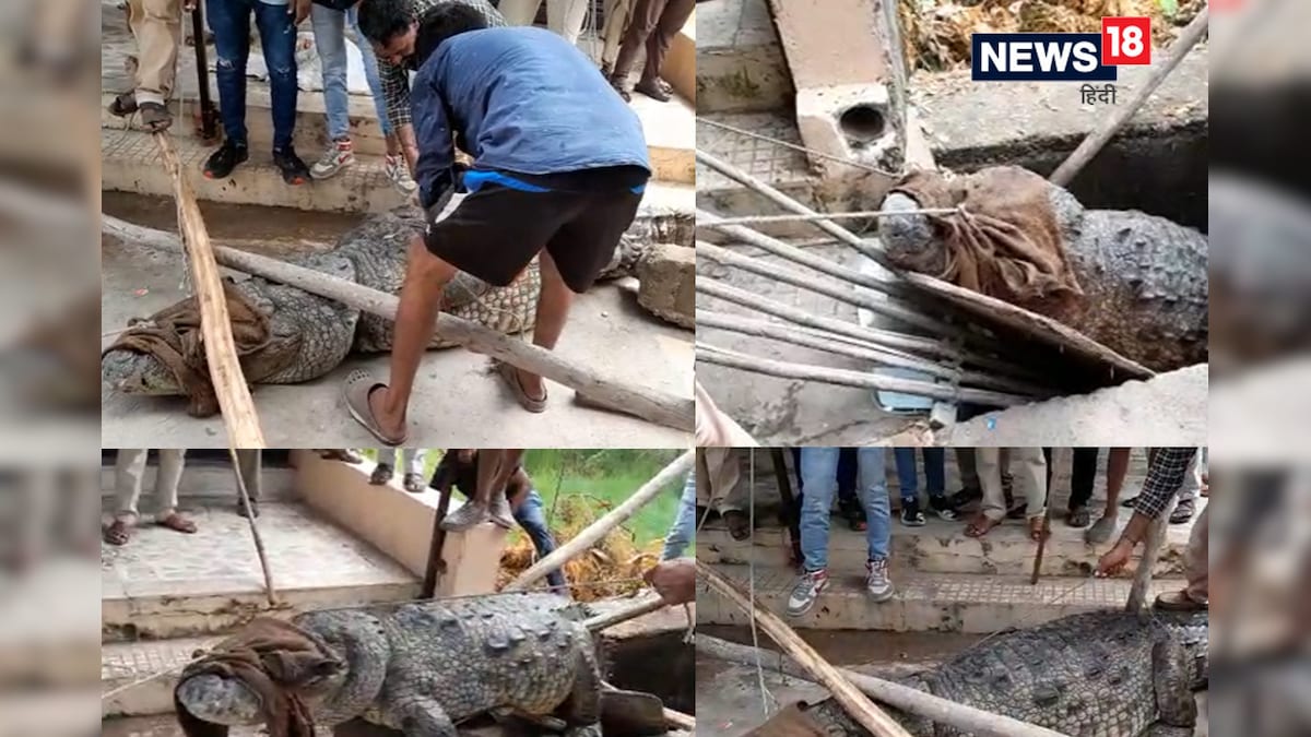 Crocodile Rescue Operation: 3 क्विंटल वजनी विशालकाय मगरमच्छ ने अटकाई लोगों की सांसें PHOTOS