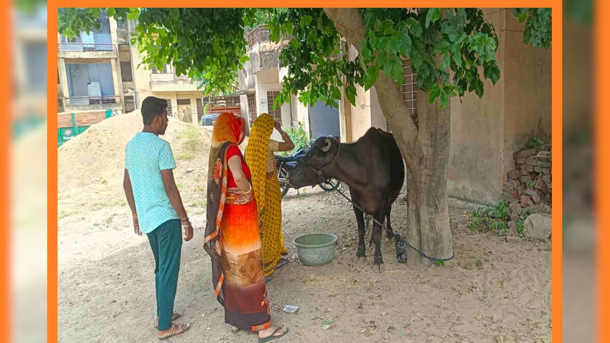 Rajasthan: थाने में बंधी भैंस किसकी और कैसे हुआ इसका फैसला पढ़ें पूरा मामला