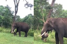 प्लास्टिक की थैली निगल गया हाथी! IFS अधिकारी ने वीडियो शेयर कर सिखाया सबक