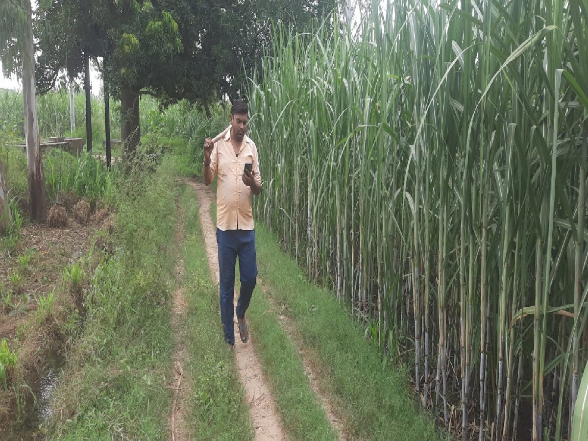 Guldar Running सन्नी देओल की ‘दहाड़’ से घबरा रहे हैं गुलदार, मुसीबत में किसानों के इस ...
