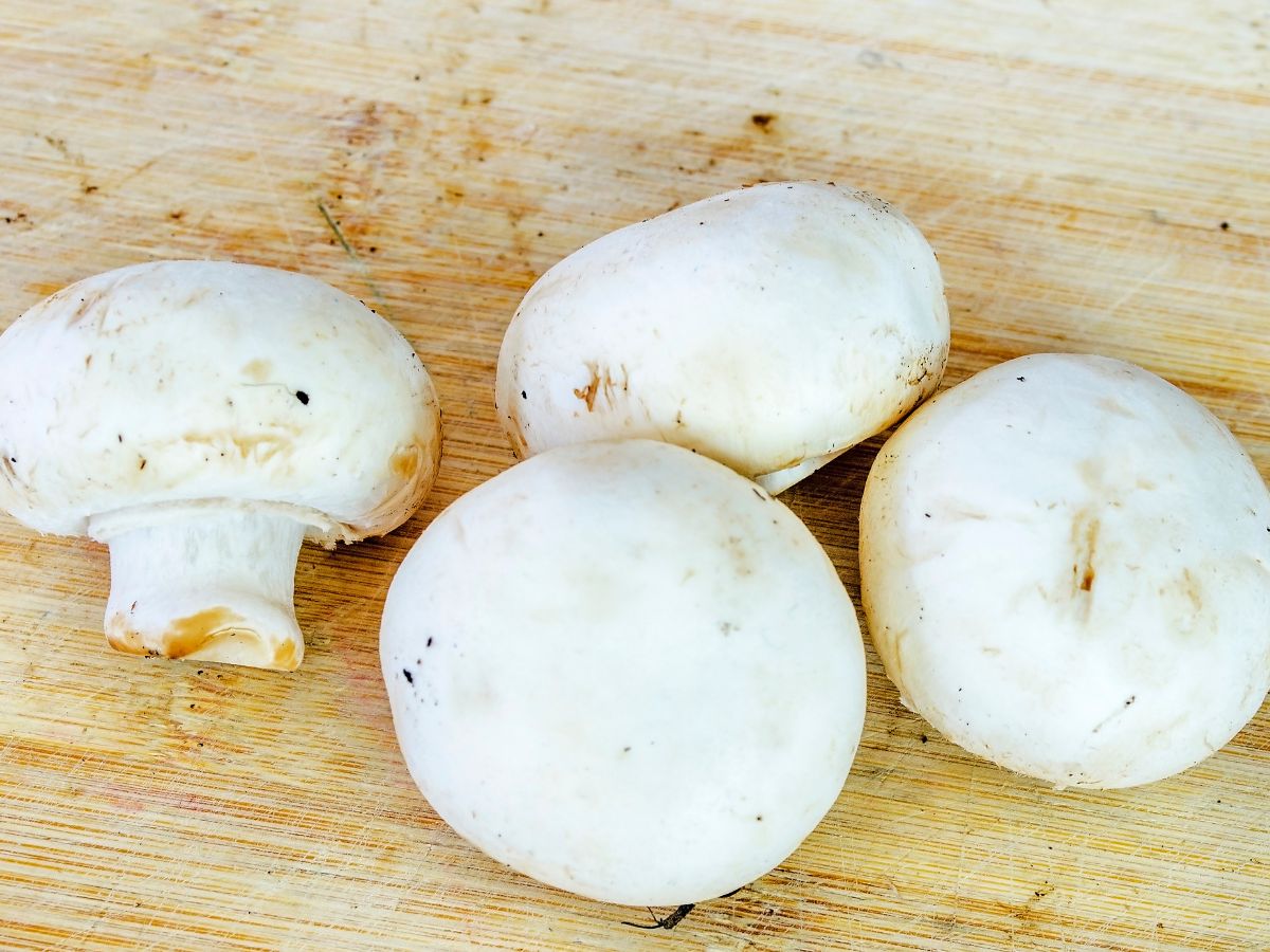 कहीं आपको मशरूम से एलर्जी तो नहीं ? जानिए ऐसे 5 लक्षण जो आपको देंगे