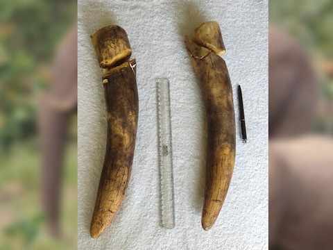 झारखंड में बसंतपुर के जंगलों में मृत हाथी के काटे गए दांत बरामद किए गए.