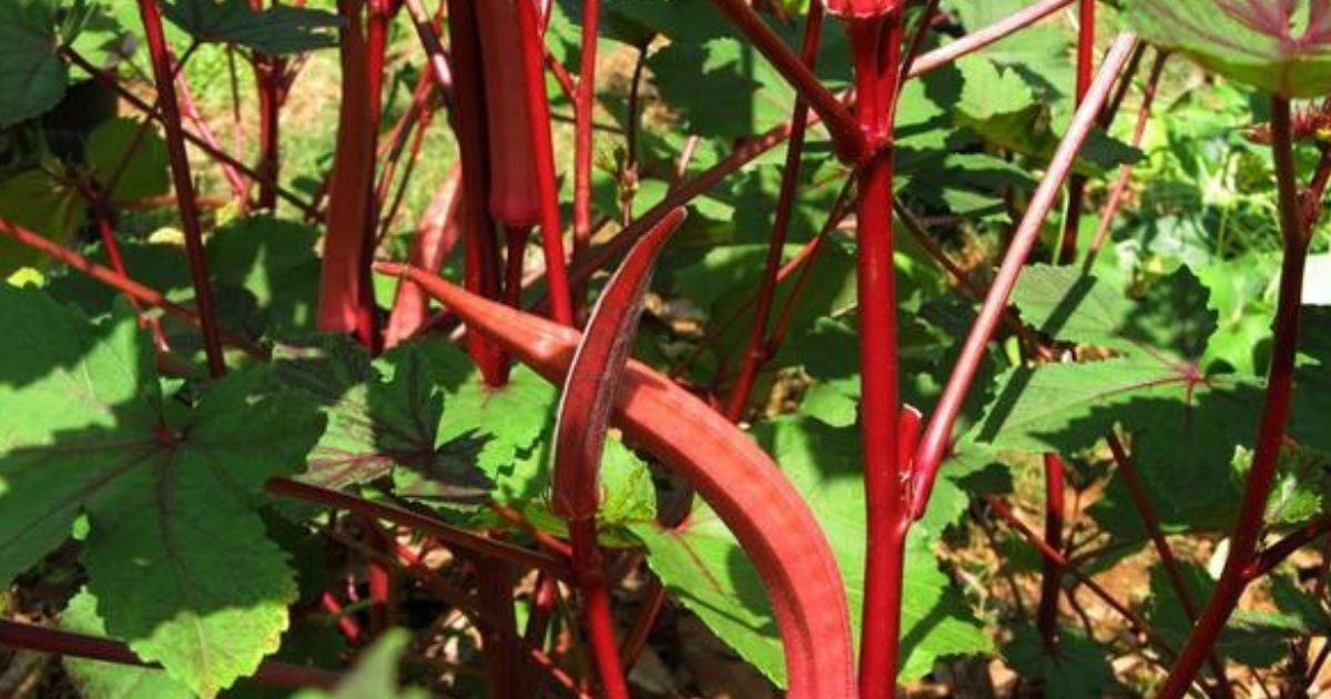 Business Idea इस सब्जी की खेती से किसान हो रहे मालामाल, कीमत 500800