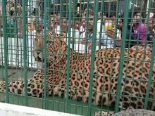 पलवल में पकड़ा गया तेंदुआ, 9 दिन से दहशत में थे लोग, अब ली राहत की सांस