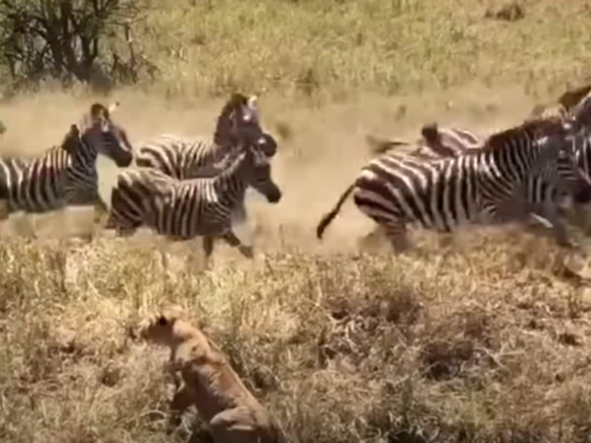 lions stampede by zebras video
