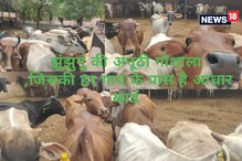Rajasthan News: झुंझुनूं की अनूठी गौशाला, जिसकी हर गाय के पास है आधार कार्ड