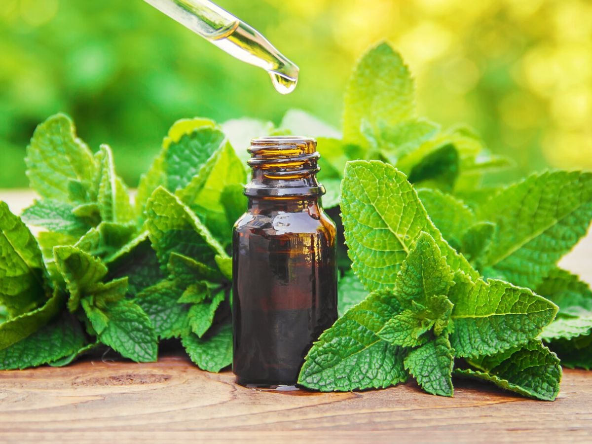 कई चमत्कारिक गुणों से भरपूर है Peppermint , क्या आप जानते हैं इसके ये 7