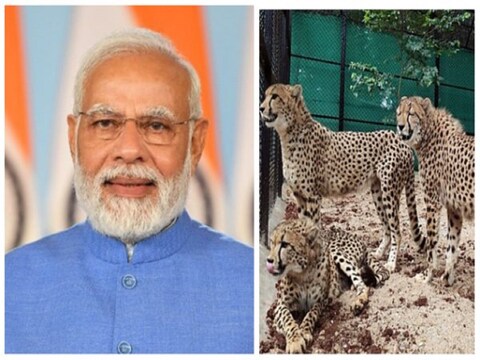 8 चीतों को नामीबिया से ‘टेरा एविया’ की एक विशेष उड़ान में लाया गया है. फोटोः ANI
