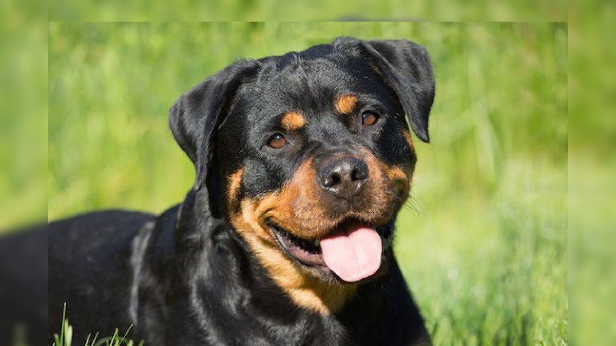 Dog Attack: गाजियाबाद में रॉटविलर नस्‍ल का कुत्‍ता शख्‍स को 22 मीटर तक घसीटता रहा किसी तरह बची जान
