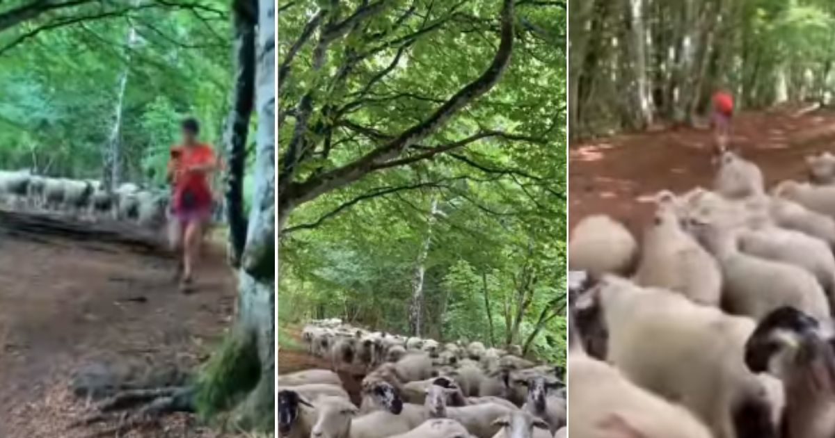 VIDEO जॉगिंग करती महिला का पीछा करने लगीं 100 से ज्यादा भेड़, साथ