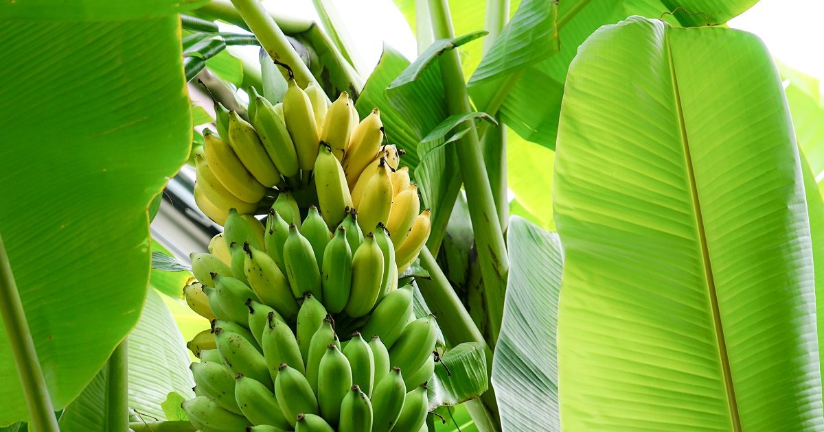 घर में किस दिशा में लगाना चाहिए केले का पेड़, जानें क्या कहता है वास्तु