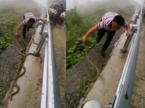 एक शख्स बिना डरे हाथ से सांपों के झुंड को उठाकर फेंकता हुआ दिखाई दे रहा है. (Credit-Instagram/earth.reel)