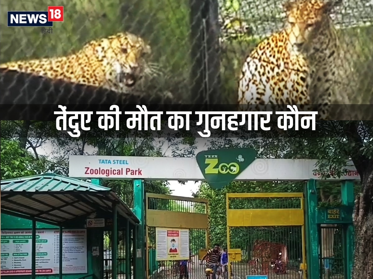 जमशेदपुर जू में आई बाढ़ से तेंदुए की हुई थी मौत, निदेशक के खिलाफ मुकदमा