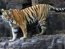 बाघों का कुनबा बढ़ानेवाली 'मछली' का योगदान भूला राजस्थान वन विभाग, जानें मामला