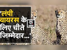 Nana Patole ने Lampi Virus के लिए भारत लाए गए Cheetah को ठहराया जिम्मेदार, BJP ने ली चुटकी