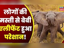 Assam के Hojai में ग्रामीणों ने हाथी के बच्चे को किया प्रताड़ित। Fun with Baby Elephant। HIndi News