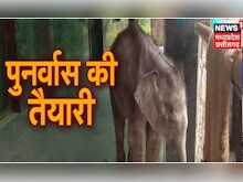 Jashpur News: झुंड से अब तक अलग है Baby Elephant, लाया गया हाथी शावक पुनर्वास केंद्र। Latest News