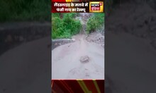 उत्तराखंड के चमोली में लैंडस्लाइड के मलबे में फंसी गाय, ग्रामीणों ने किया रेस्क्यू | #shorts