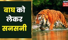 Tiger in Gopalganj  : बाघ को लेकर फैली सनसनी, नदी के किनारे घूमता दिखा बाघ | Bihar Latest News