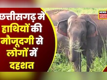 Chhattisgarh News: शहर-शहर हाथियों की धमक, इन इलाकों में झुंड बनाकर घूम रहे हाथी | Latest News | CG