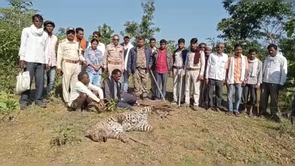 Balaghat: तंत्र-साधना कर गड़ा धन पाने के लालच में किया तेंदुए का शिकार 5 आरोपी गिरफ्तार