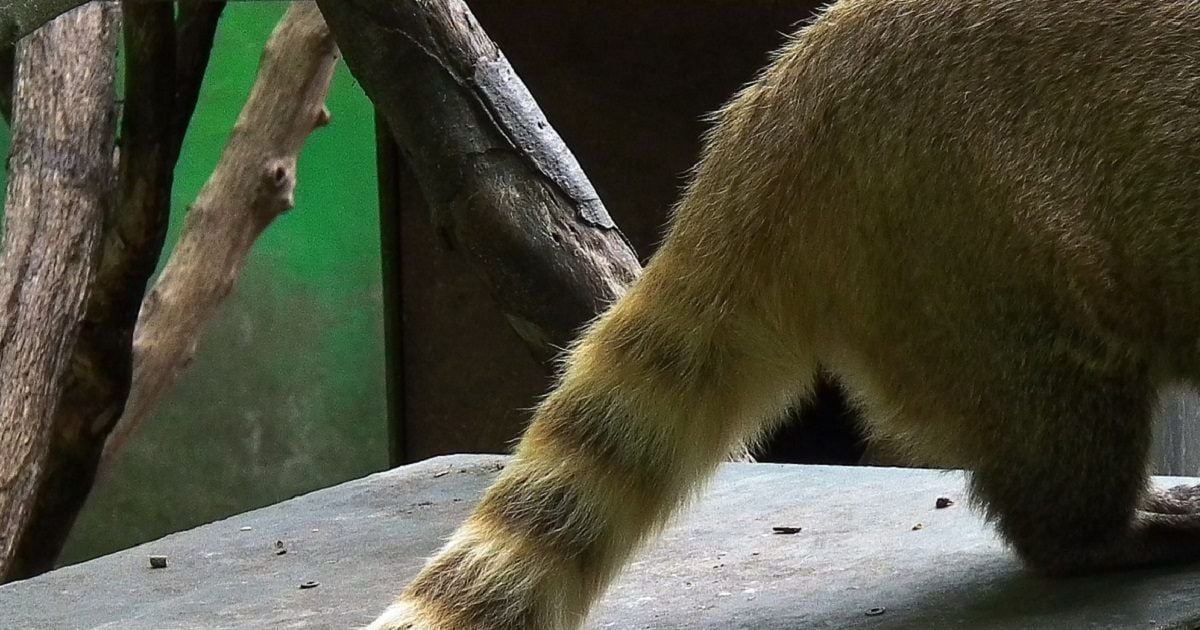 क्या कहता है विज्ञान: आखिर क्यों होती है जानवरों की पूंछ? - what does science say why do animals have tails viks – News18 हिंदी क्या कहता है विज्ञान: आखिर क्यों होती है जानवरों की पूंछ? - what does science say why do animals have tails viks – News18 हिंदी