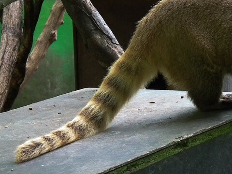 क्या कहता है विज्ञान: आखिर क्यों होती है जानवरों की पूंछ? - what does science say why do animals have tails viks – News18 हिंदी क्या कहता है विज्ञान: आखिर क्यों होती है जानवरों की पूंछ? - what does science say why do animals have tails viks – News18 हिंदी