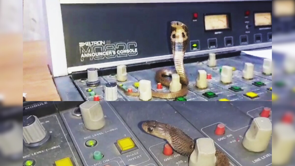 Video: रेडियो स्टेशन में अनाउंसर दे रहा था प्रोग्राम कोबरा सांप कंट्रोल पैनल पर आकर लहराने लगा