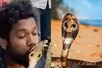 Video: जहरीले कोबरा को KISS रहा था शख्स, मुश्किल से बची जान