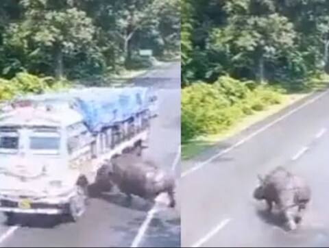 अचानक हाईवे पर आने के बाद राइनो ट्रक की चपेट में आ गया (वीडियो ग्रैब)