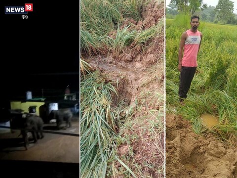 ये उत्पाती हाथी फसलों को रौंद देते हैं. अभी तक बड़े पैमाने पर धान की फसल चौपट हो चुकी है
