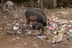 जबलपुर में अफ्रीकन स्वाइन फ्लू ने बढ़ायी चिंता : 17 सुअरों के सैम्पल पॉजिटिव