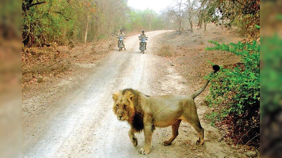 गुजरात: गिर वन क्षेत्र में घर लौट रहे परिवार पर शेर का हमला! 3 साल के बच्चे की मौत