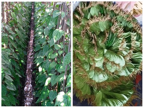 मगही पान को बिचौलिया की नजर लग रही है. 