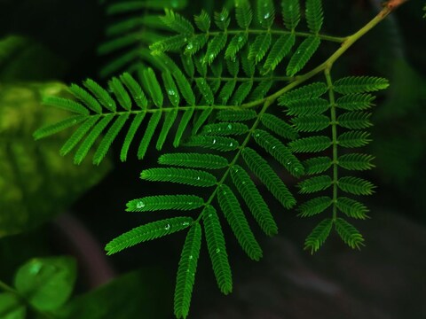 शमी के पौधे का संबंध मां लक्ष्मी से माना गया है. 
