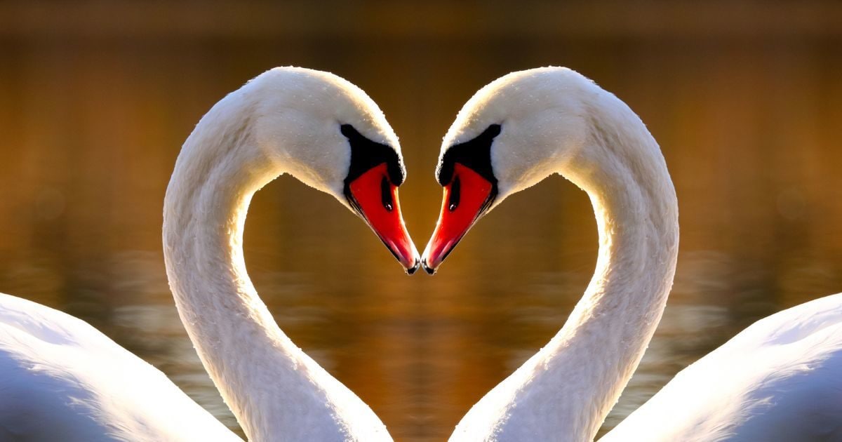 Trending news: Pair of swans will bring happiness in your life, love will  increase between husband and wife - Hindustan News Hub