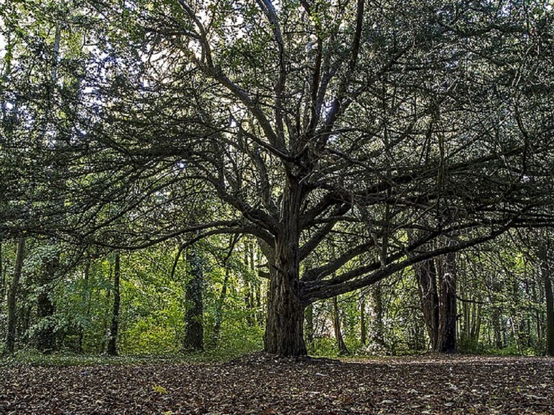 पुराने पेड़ बचाने से दुनिया बचाने में मिलेगी सहायता - saving old trees ...