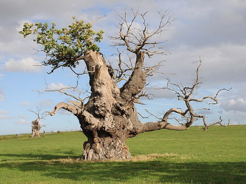 पुराने पेड़ बचाने से दुनिया बचाने में मिलेगी सहायता - saving old trees ...