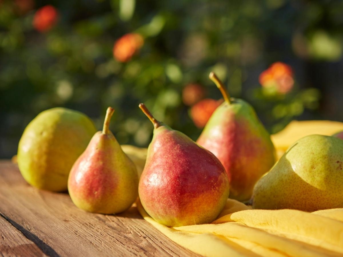  पीयर (Pears) - रिसर्च में ये पाया गया है कि जो लोग ज्यादा फल और सब्जियों का सेवन करते हैं उन्हें कार्डियोवस्कुलर डिजीज होने की आशंका कम होती है. पीयर भी आपकी हार्ट हेल्थ को बेहतर रखने में मदद करता है. इसमें काफी मात्रा में फाइबर मौजूद होता है.