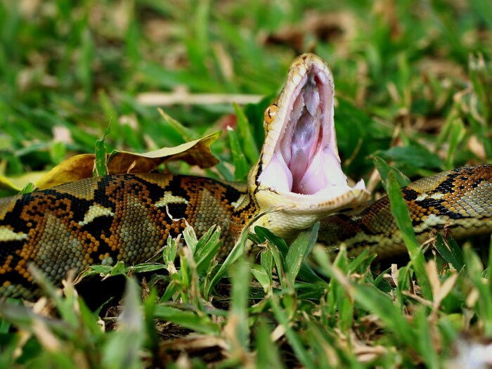 अजगर कैसे निगल लेते हैं 'सबकुछ'? pythons can swallow almost anything but how viks News18 हिंदी