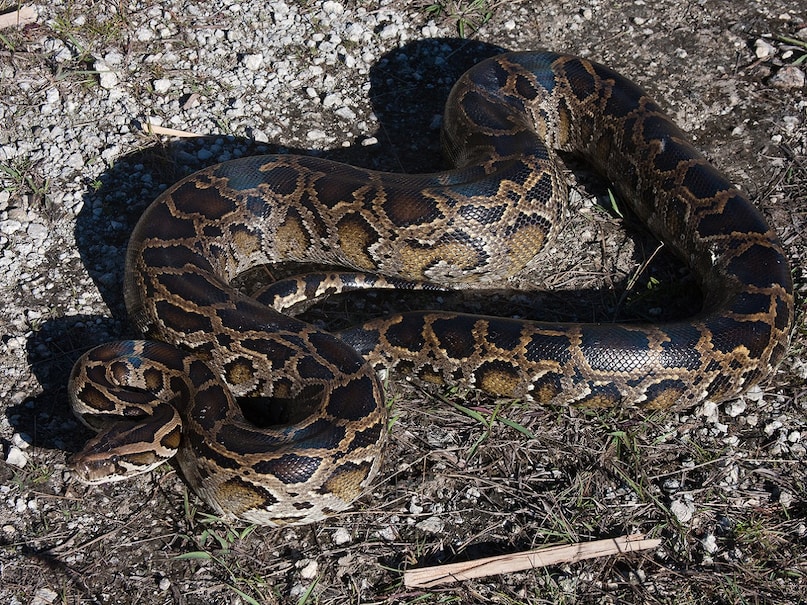 अजगर कैसे निगल लेते हैं 'सबकुछ'? - pythons can swallow almost anything ...