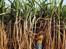 गन्ना किसानों के लिए अच्छी खबर, पंजाब सरकार ने तय की कीमतें
