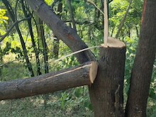 दिवाली की आड़ में चोर काट ले गए चंदन के 60 पेड़, वन विभाग ने साधी चुप्पी